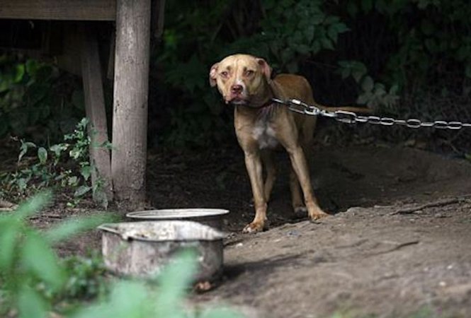 prohibicion-perro-encadenado