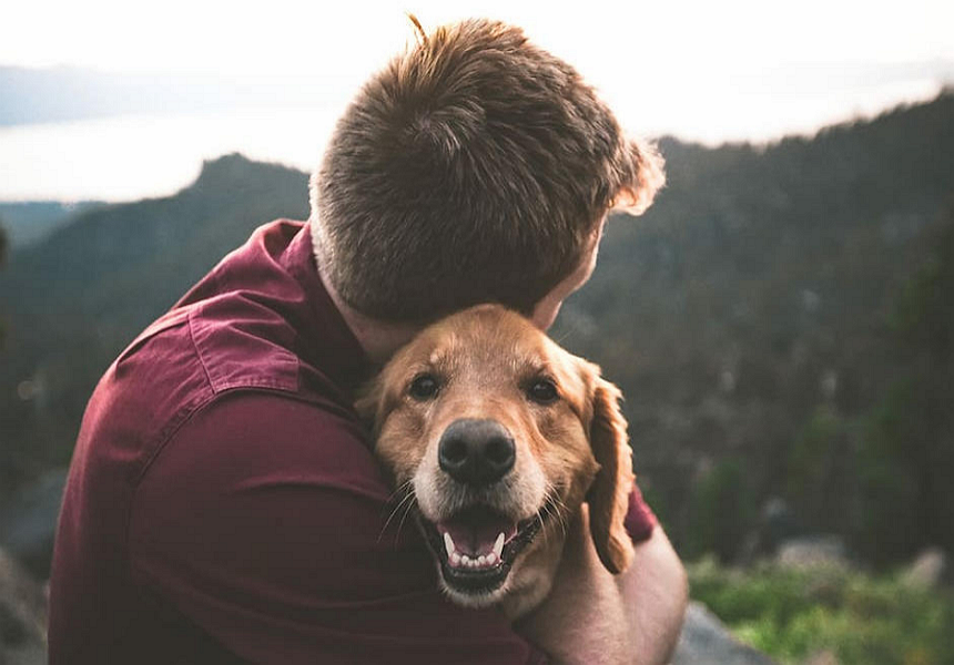 Adopción responsable de perros en Salta