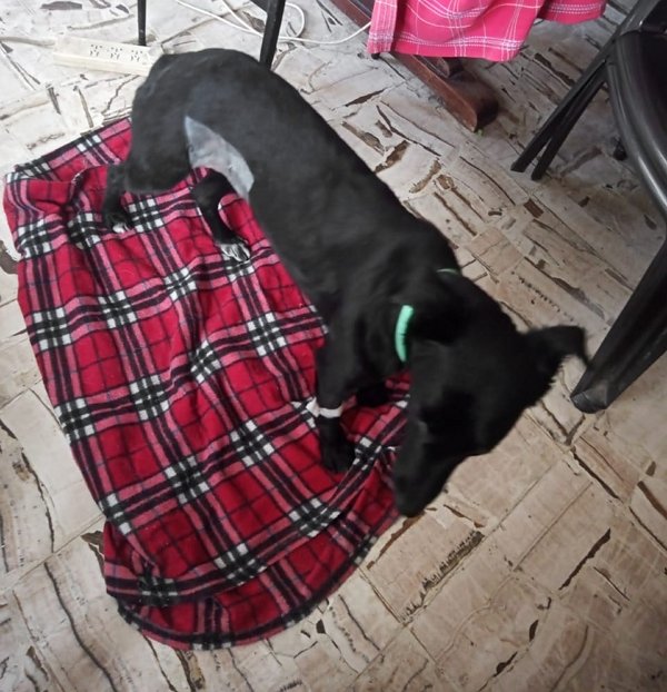 castracion perrita callejera salta