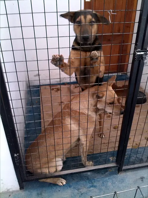 Perros en refugio municipal
