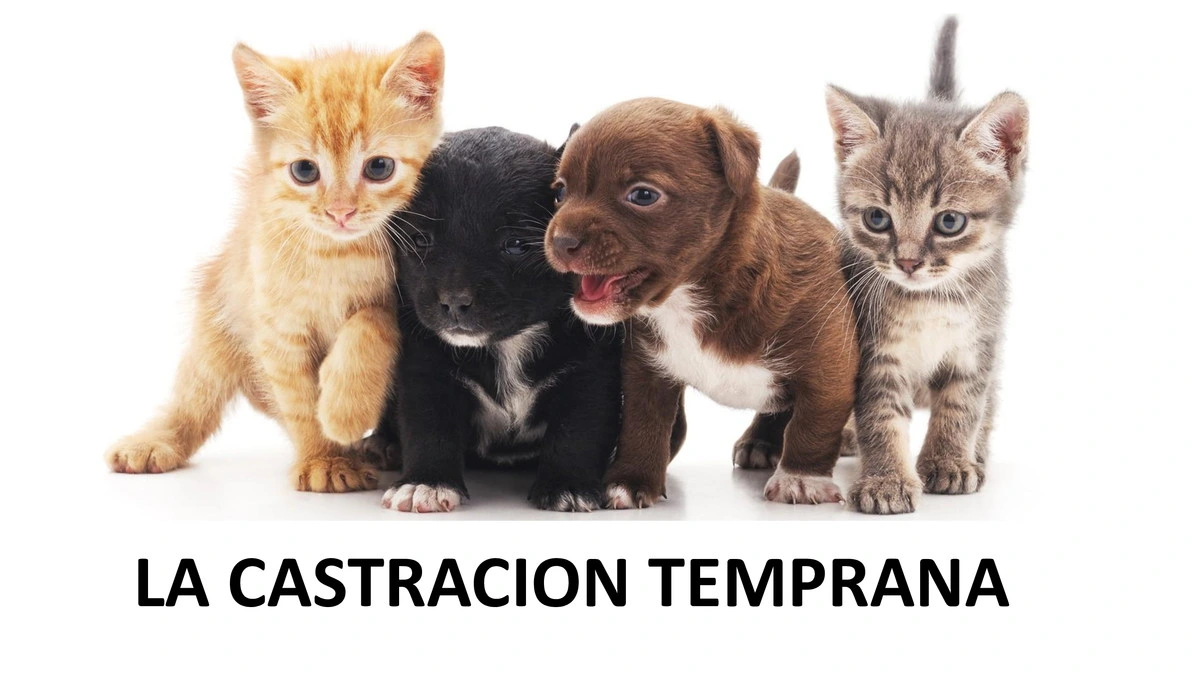Castraciones tempranas 001