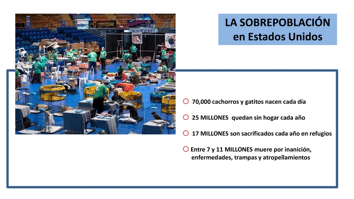Castraciones tempranas 003