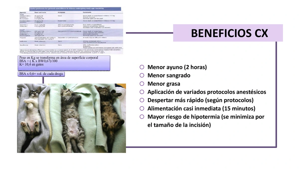 Castraciones tempranas 013