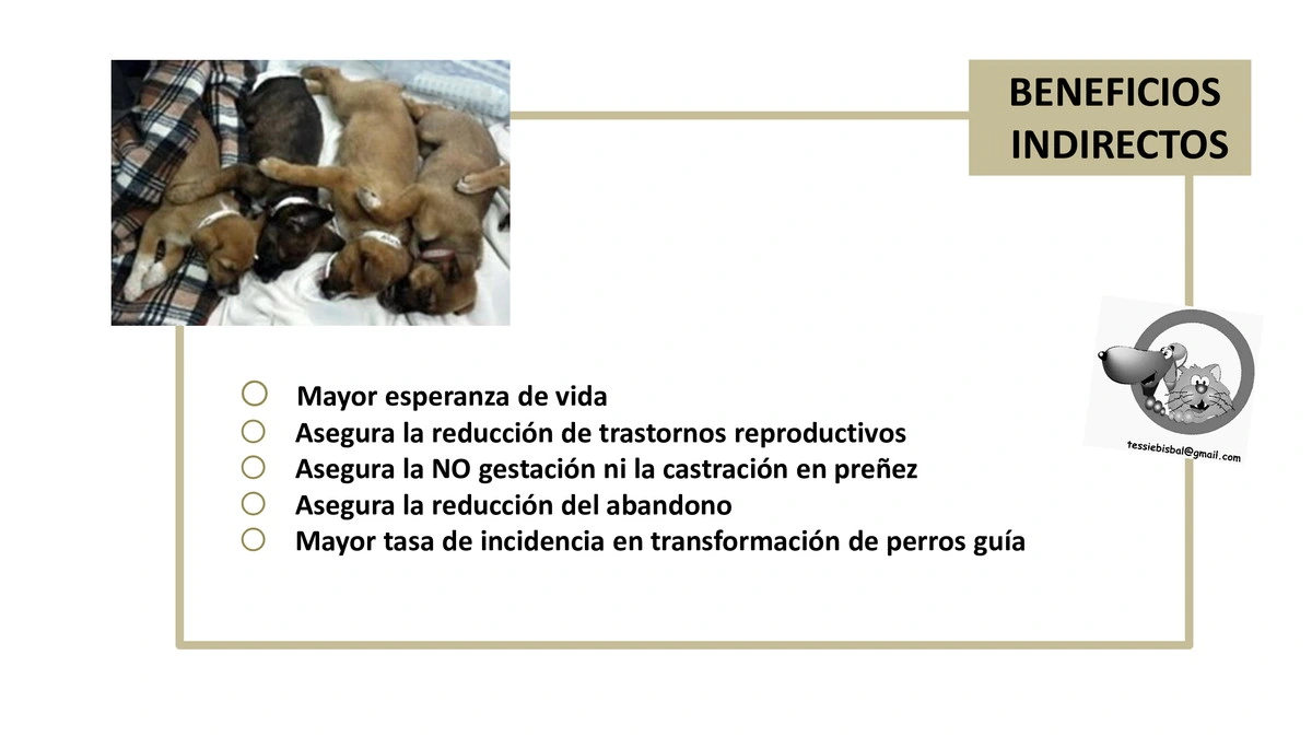 Castraciones tempranas 015