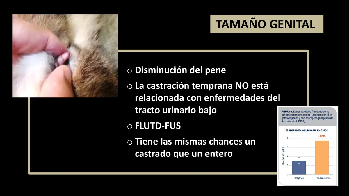 Castraciones tempranas 025