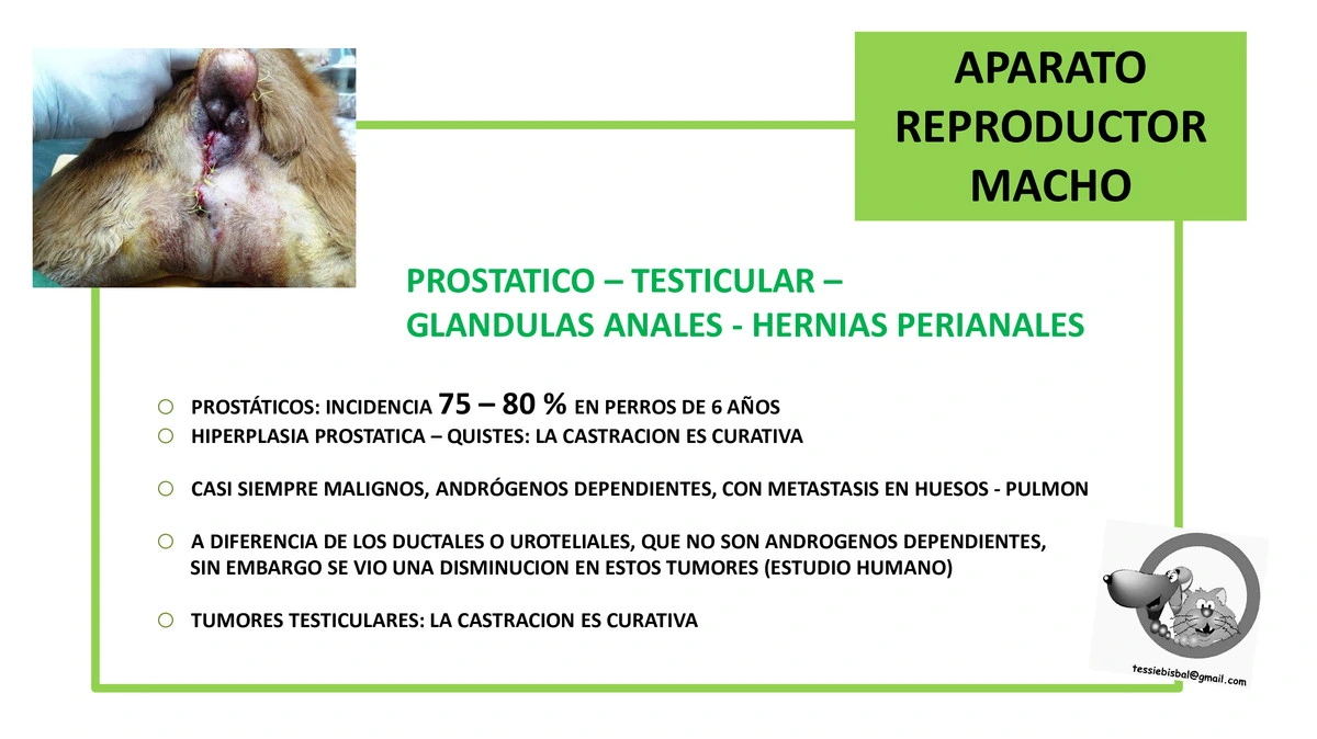 Castraciones tempranas 034