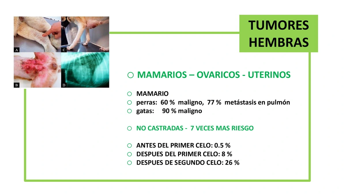 Castraciones tempranas 035