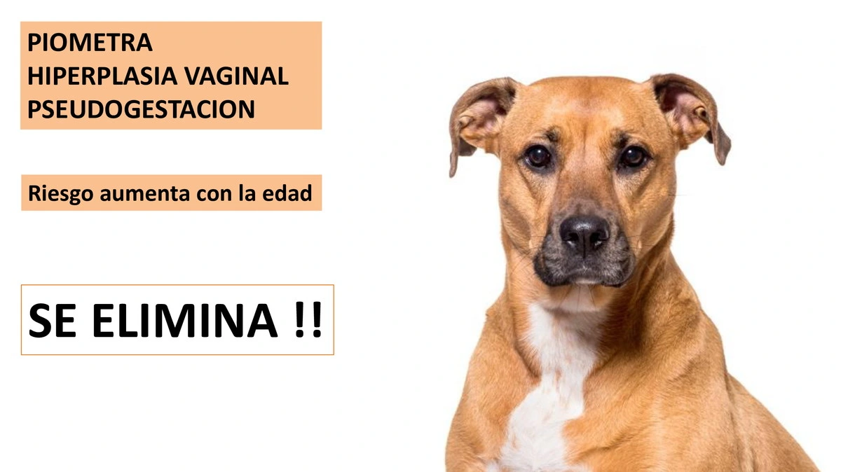 Castraciones tempranas 036
