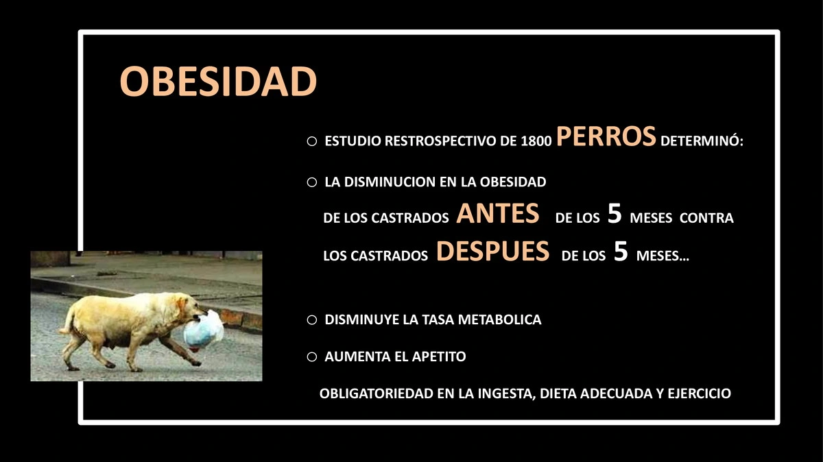 Castraciones tempranas 037