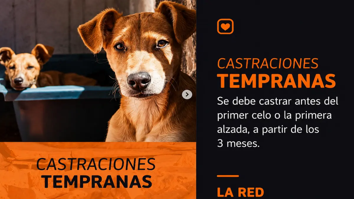 Castraciones tempranas