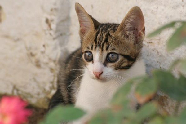 Gato