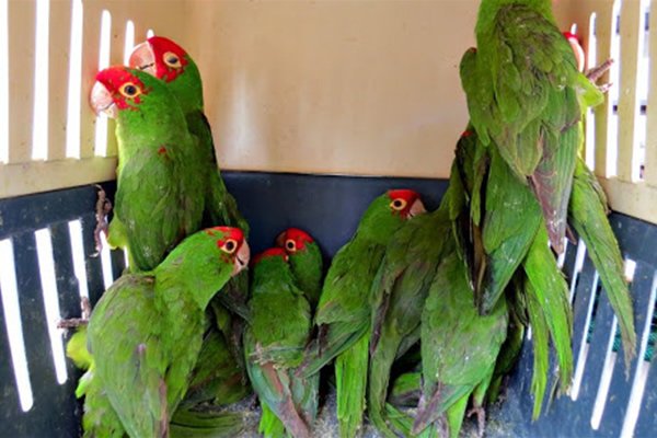 Loros