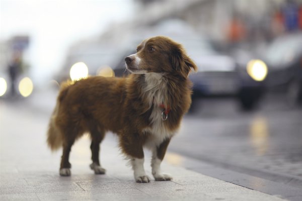 perro-abandonado-en-la-calle