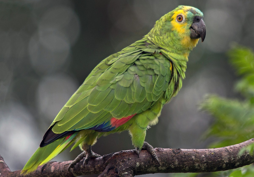 loro-hablador-prohibida-su-venta-apan-salta