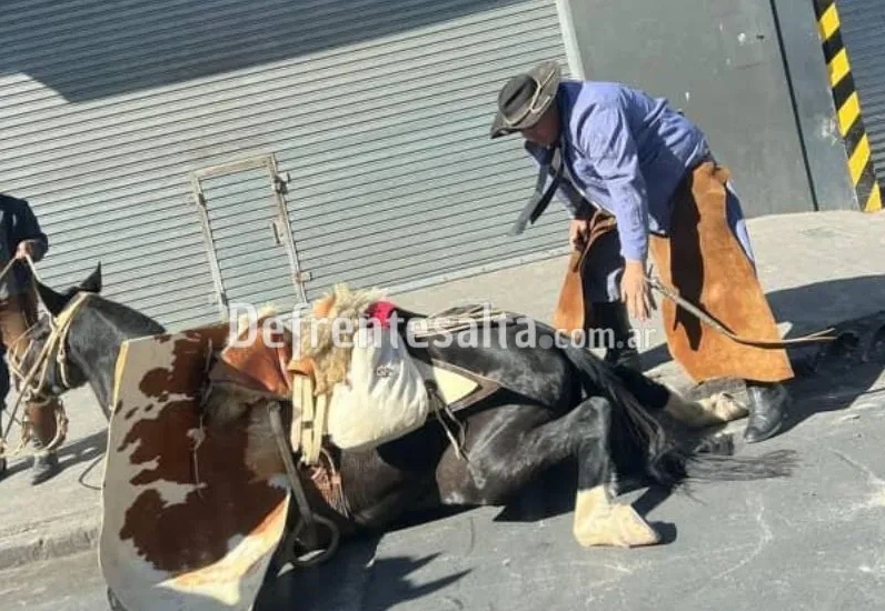 ¡Basta! Otro caballo colapsó en un desfile: exigimos prohibición YA