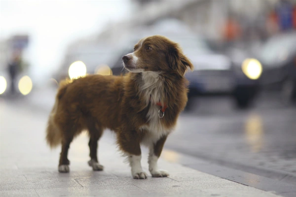Qué hacer si encontraste un animal abandonado