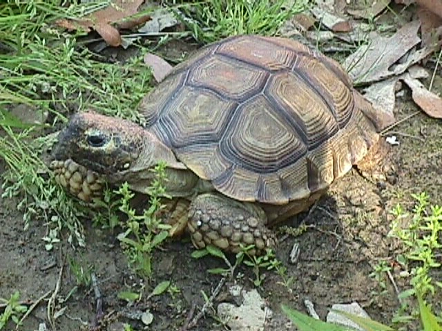 Tortugas terrestres, caminan despacio, desaparecen rápido